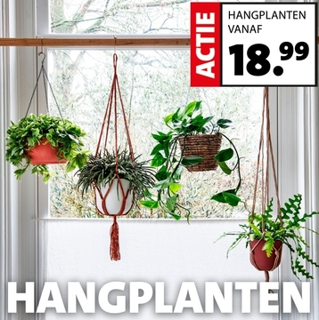 Aanbieding: HANGPLANTEN