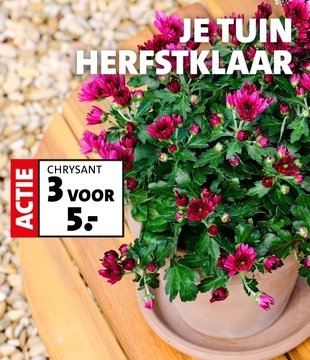 Aanbieding: CHRYSANT