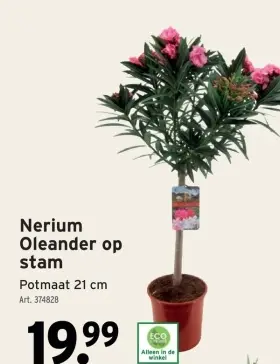 Promotie: Nerium Oleander op stam