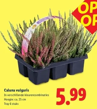 Aanbieding: Caluna vulgaris
