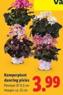 Aanbieding: Kamperplant dancing pixies