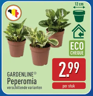 Promotie: Peperomia