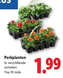 Aanbieding: Perkplanten