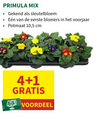 Promotie: Primula mix