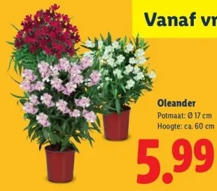 Aanbieding: Oleander