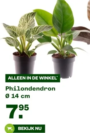 Aanbieding: Philodendron