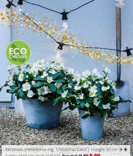 Promotie: Kerstroos (Helleborus nig. 'Christmas Carol')