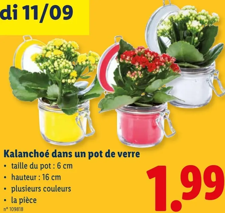 Offre: Kalanchoé dans un pot de verre