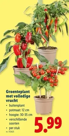 Promotie: Groenteplant met volledige vrucht