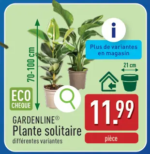 Offre: Plante solitaire