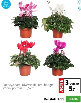 Aanbieding: Patiocyclaam