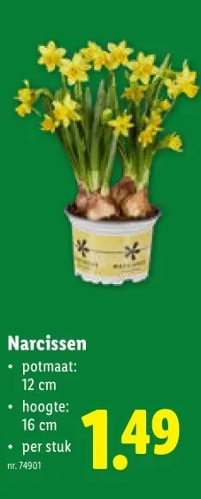 Promotie: Narcissen