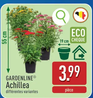 Offre: Achillea