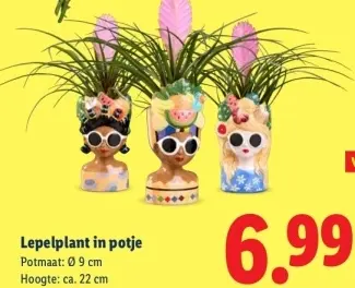 Aanbieding: Lepelplant in potje