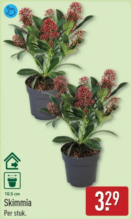 Aanbieding: Skimmia
