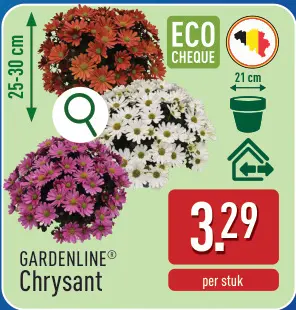 Promotie: Chrysant