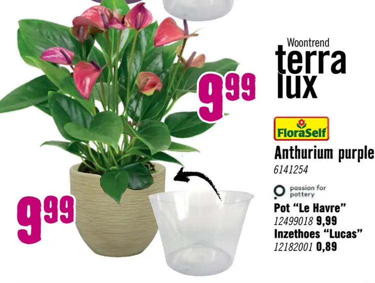 Aanbieding: Anthurium purple