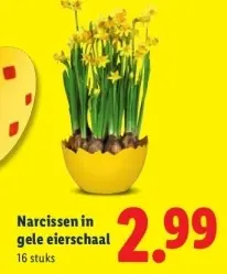 Aanbieding: Narcissen in gele eierschaal
