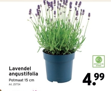 Aanbieding: Lavendel angustifolia