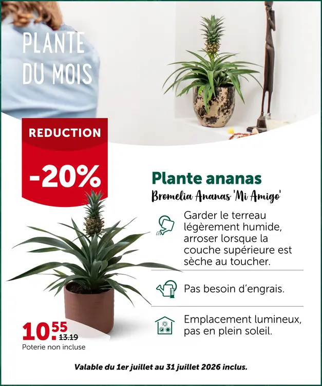 Offre: Plante ananas