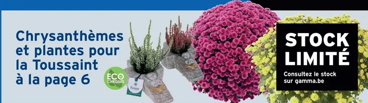 Offre: Chrysanthèmes et plantes pour la Toussaint