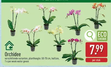 Aanbieding: Orchidee
