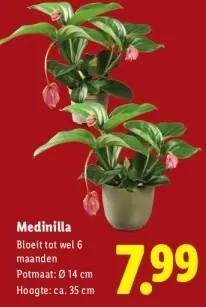 Aanbieding: Medinilla