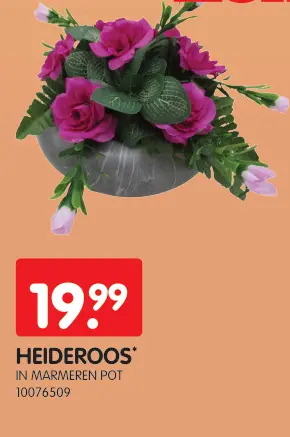 Promotie: Heideroos