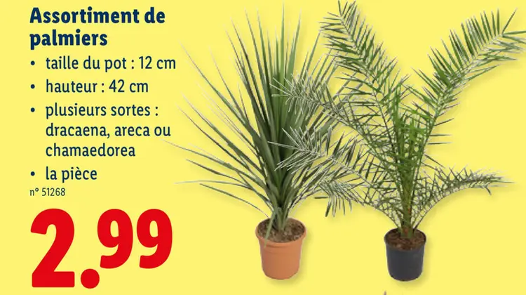Offre: Assortiment de palmiers