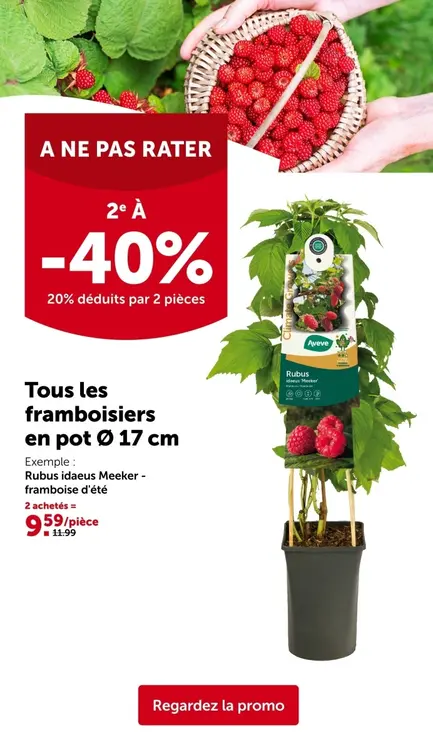 Offre: framboisiers en pot Ø 17 cm