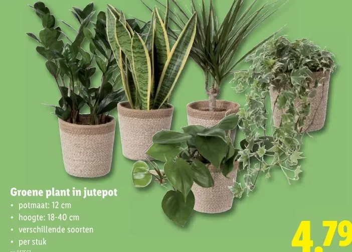 Promotie: Groene plant in jutepot