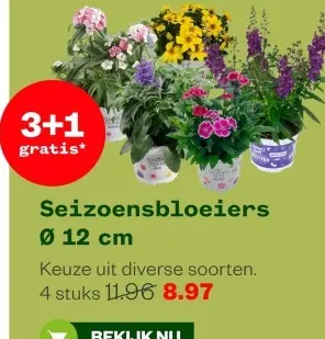 Aanbieding: Seizoensbloeiers