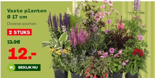 Aanbieding: Vaste planten