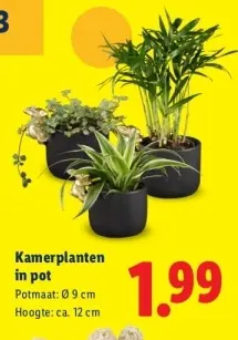 Aanbieding: Kamerplanten in pot