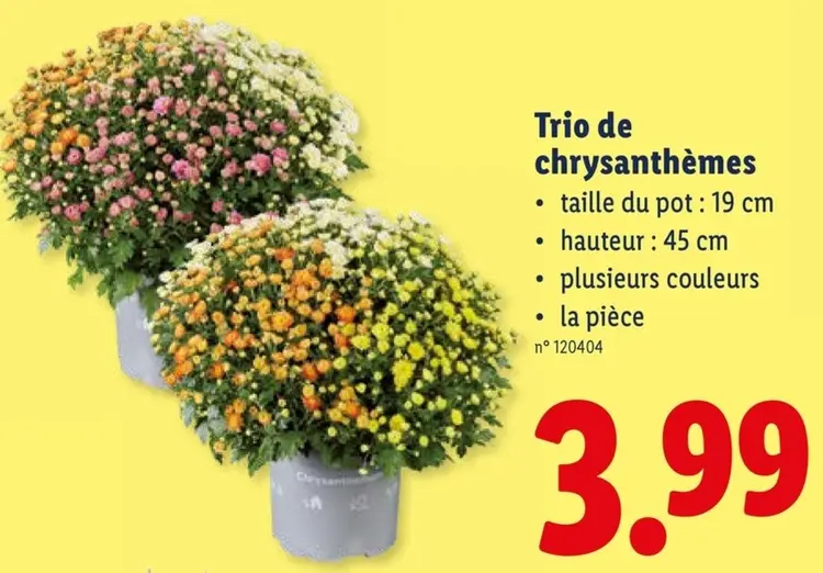Offre: Trio de chrysanthèmes