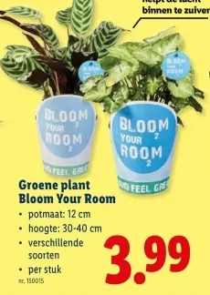 Promotie: Groene plant Bloom Your Room