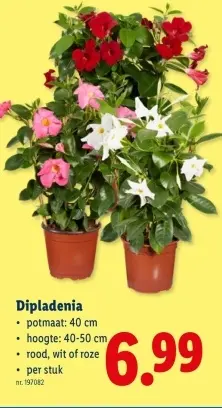 Promotie: Dipladenia