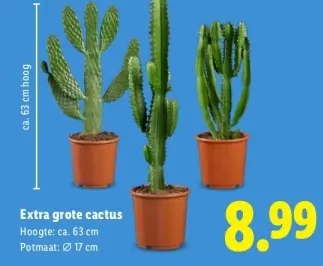 Aanbieding: Extra grote cactus