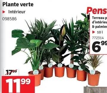 Offre: Plante verte
