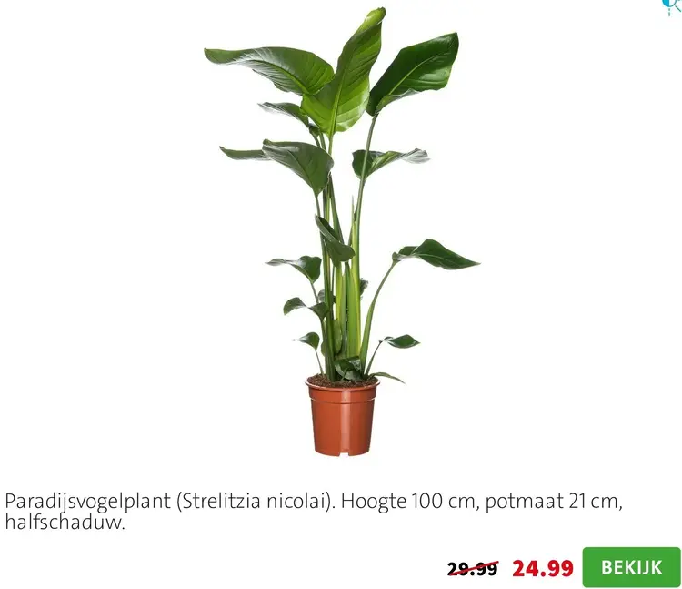 Aanbieding: Paradijsvogelplant