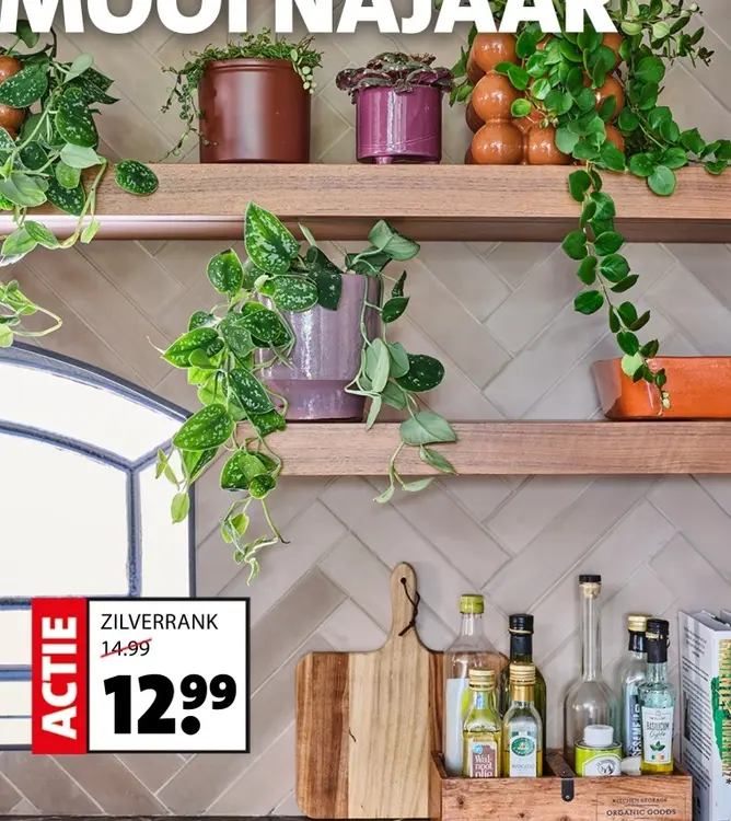 Aanbieding: Zilverrank