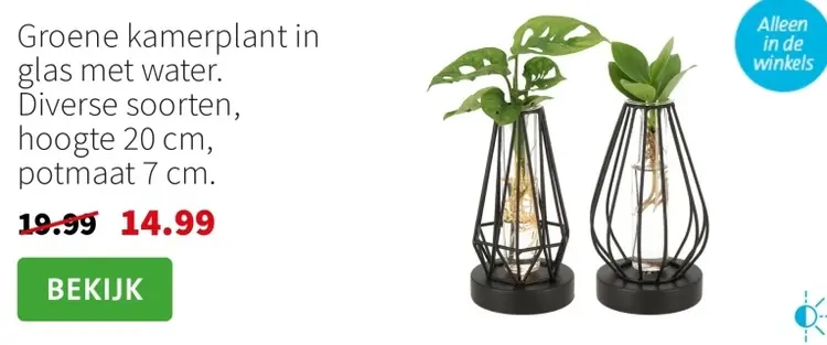 Aanbieding: Groene kamerplant in glas met water.