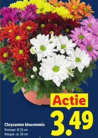 Aanbieding: Chrysanten kleurenmix