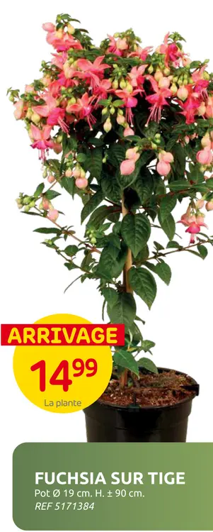 Offre: Fuchsia sur tige