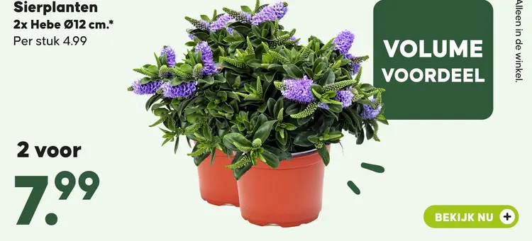 Aanbieding: Sierplanten Hebe