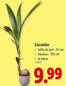 Offre: Cocotier