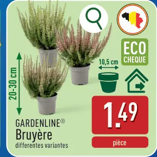 Offre: Bruyère