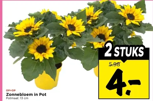 Zonnebloem in Pot