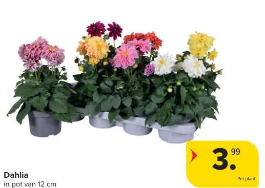Promotie: Dahlia