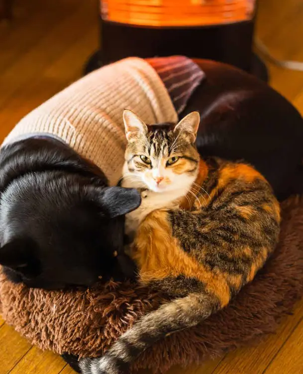 Offre: Croquettes pour chien adulte